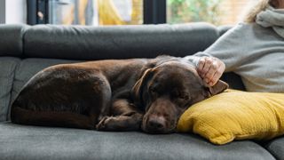 Chocolate labrador asleep on the sofa whilst her owner strokes her ea
