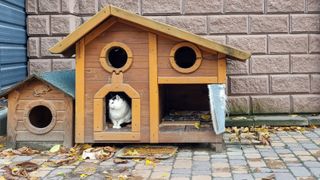 stray cat sitting in outdoor wooden cat house.