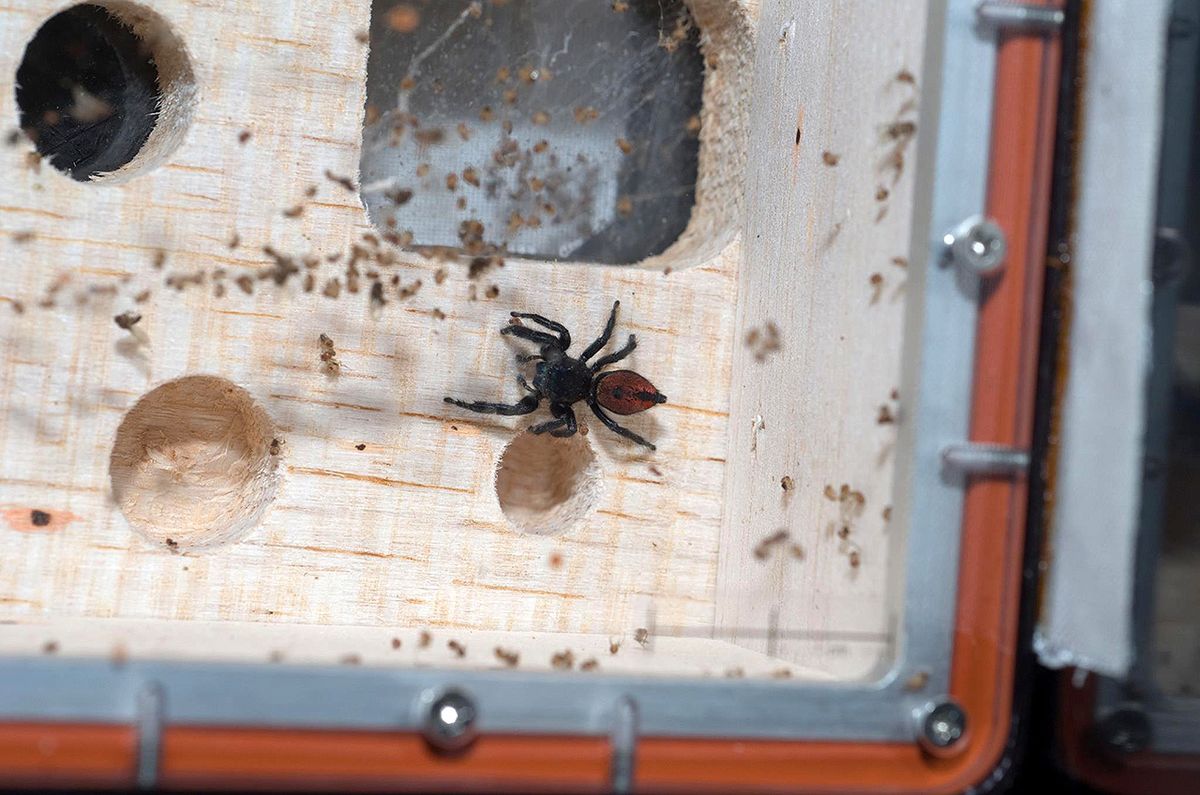 Space Spider Lands in Smithsonian Display | Space