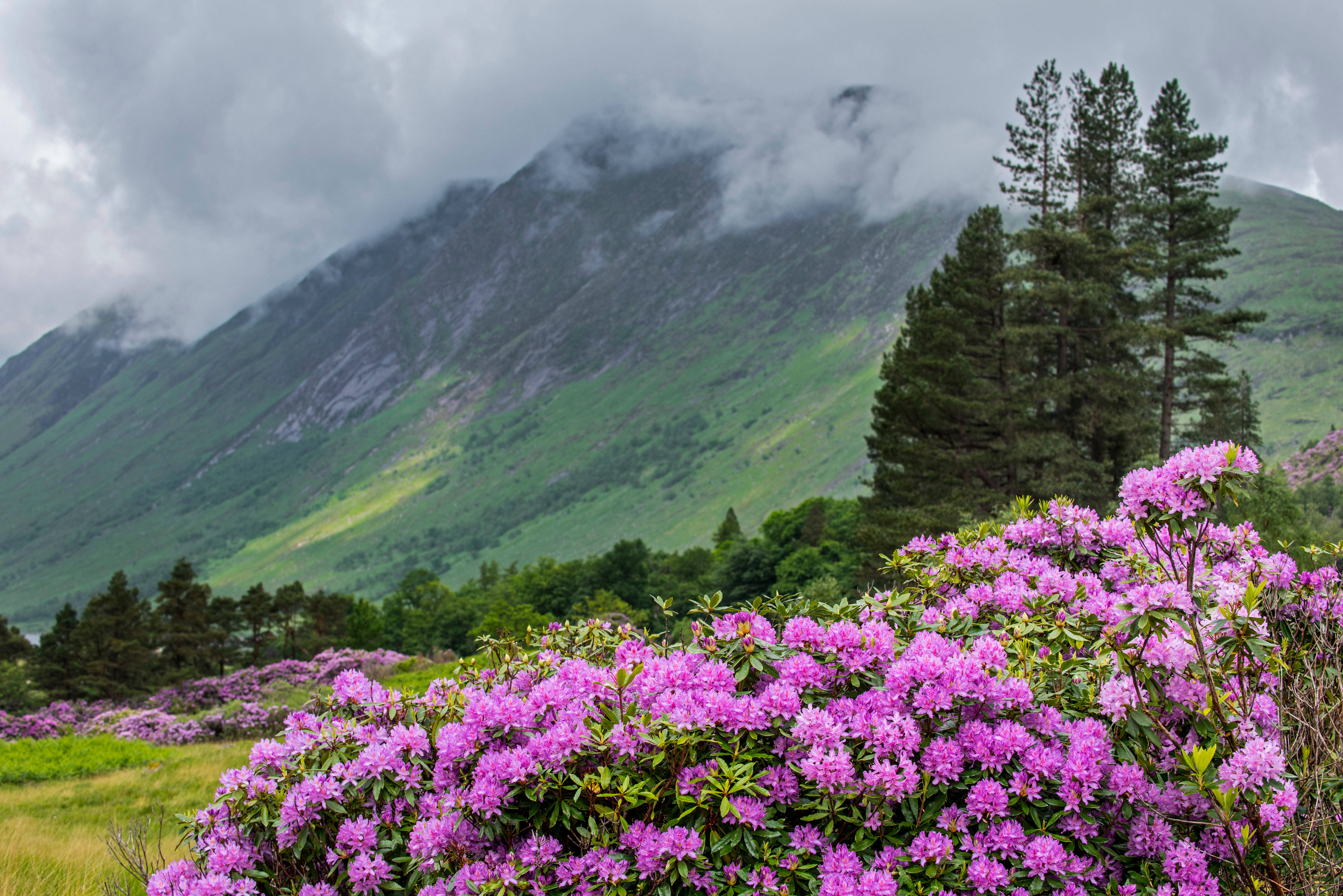 Common rhododendron / Pontic rhododendron (Rhododendron ponticum) in flower, invasive species in Glen Etive, Scottish Highlands, Scotland