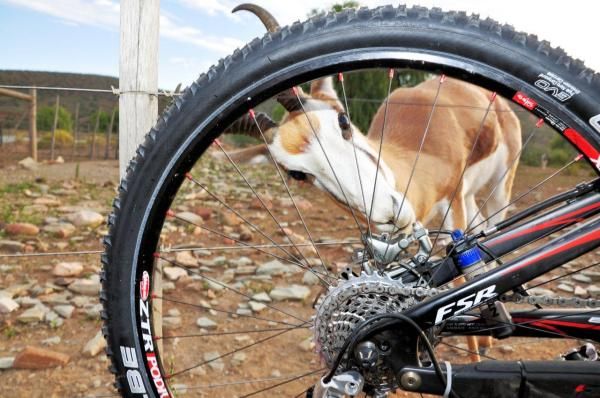 A springbok checks out a racer's equipment.