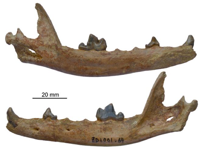 Ancient Arctic Fox Unearthed in Tibet | Live Science