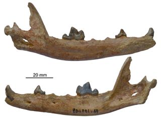 The jaw and teeth of an ancestor to the Arctic Fox were found in Tibet