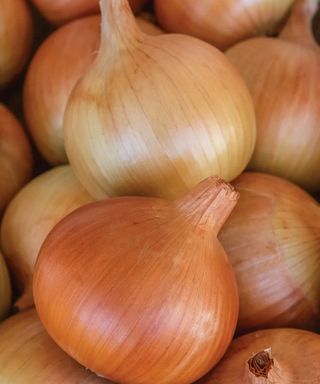 A bunch of Patterson Onions