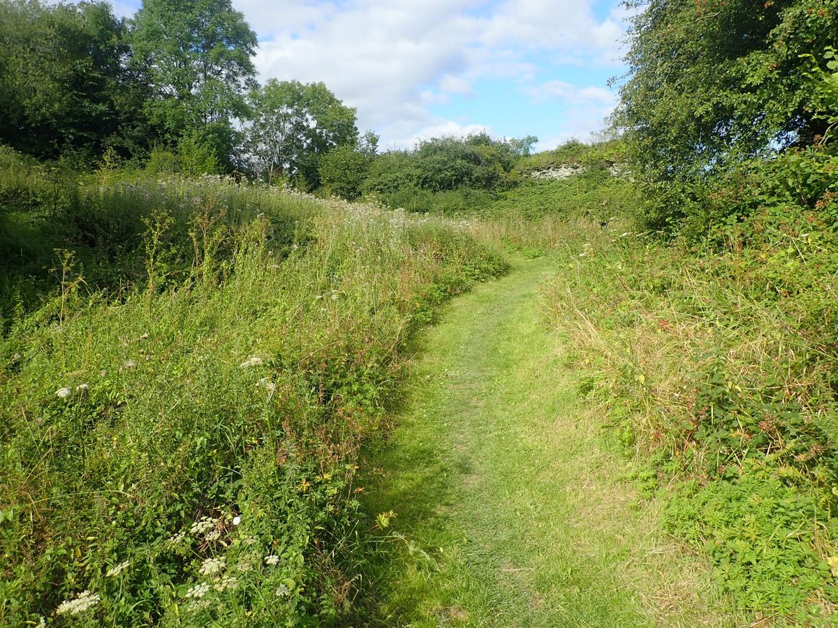 A walkway through wildflower meadows