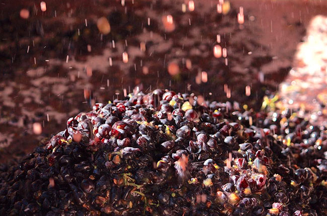 california wine harvest photos