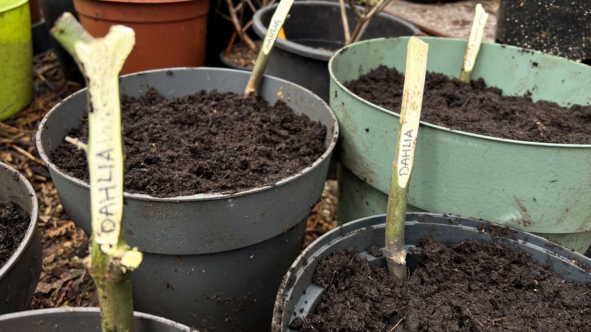 picture of plant pots with dahlias planted in them