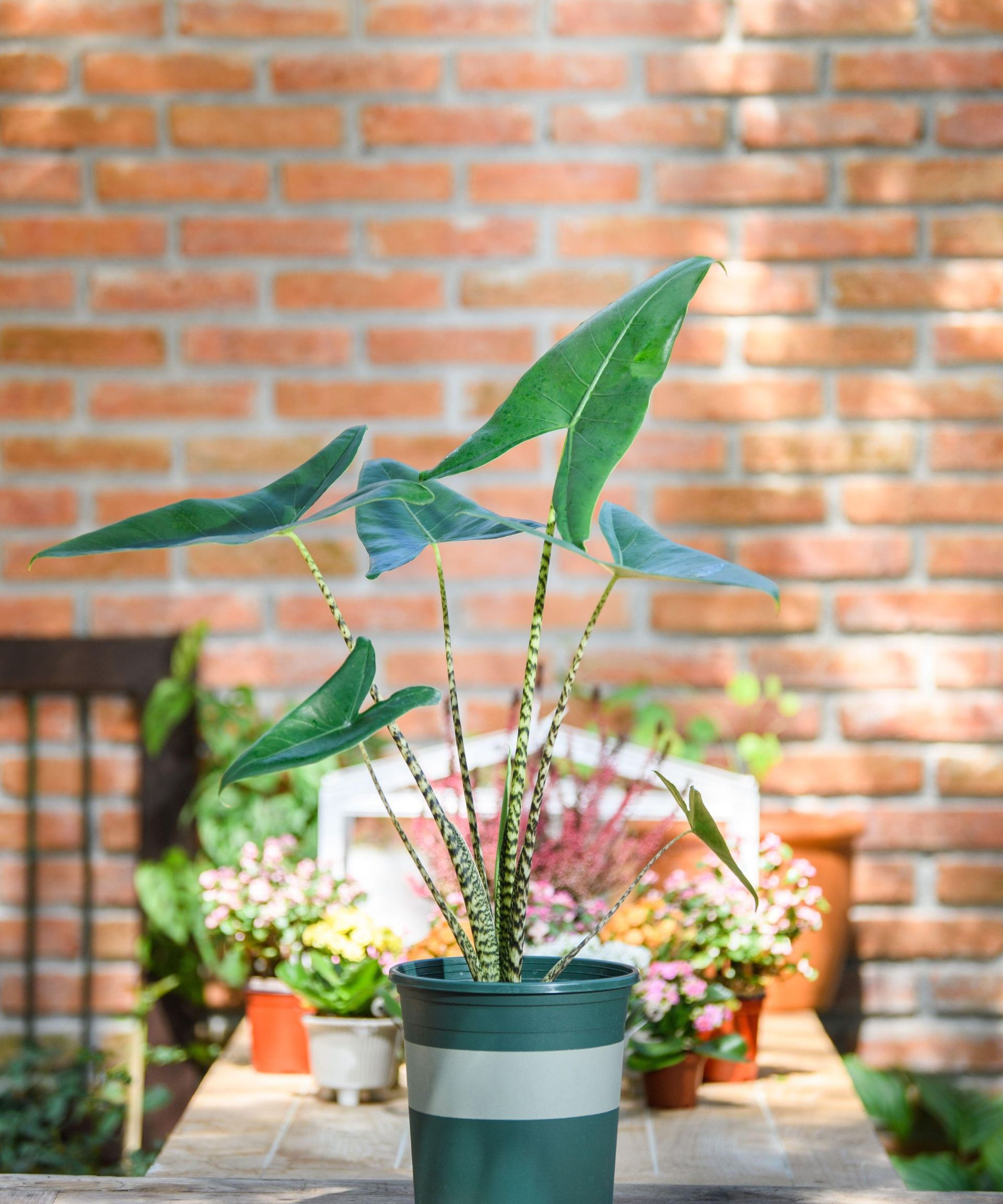 Alocasia zebrina