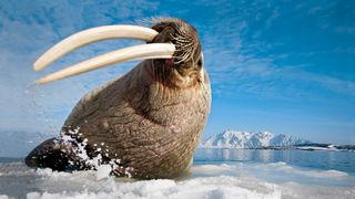 Photograph of a walrus in the Arctic taken by nature photographer Paul Nicklen and titled 'A walrus rests on sea ice, High Arctic, 2005'.