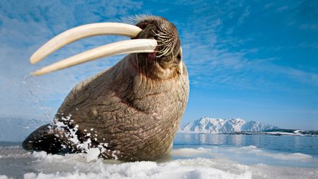 Photograph of a walrus in the Arctic taken by nature photographer Paul Nicklen and titled 'A walrus rests on sea ice, High Arctic, 2005'. 