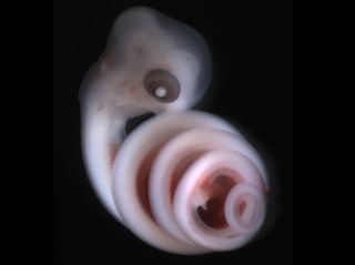 A corn snake embryo