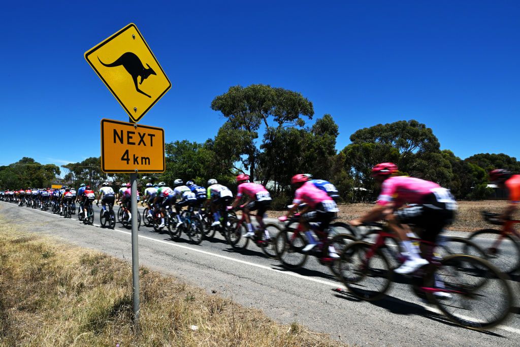 WILLUNGA HILL AUSTRALIA JANUARY 25 Detailed view of Kangaroo signal while the peloton compete during the 25th Santos Tour Down Under 2025 Stage 5 a 1457km stage from McLaren Vale to Willunga Hill 371m UCIWT on January 25 2025 in Willunga Hill Australia Photo by Dario BelingheriGetty Images