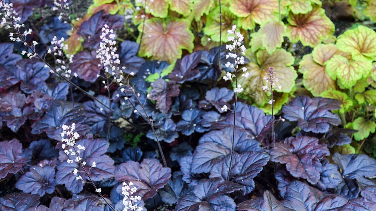 Heuchera care and growing guide expert tips for coral bells Homes