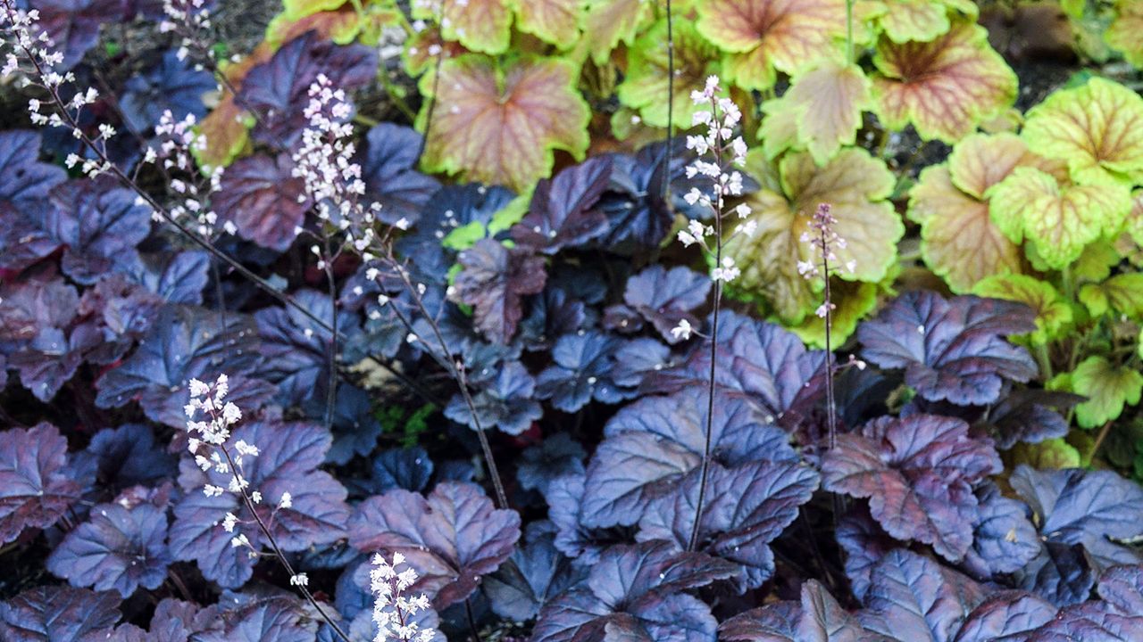 Heucherella Onyx and heuchera Delta Dawn