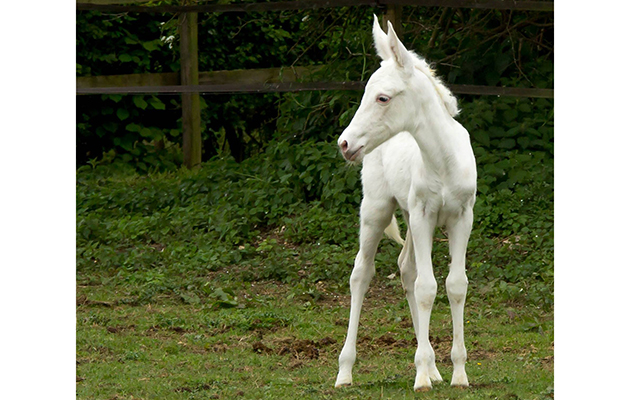 Daisy-Pennie-Cornishs-mule-foal