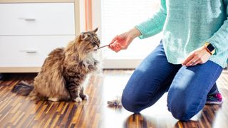 a kneeling woman feeds her fluffy cat a treat