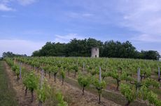 Bordeaux second grapes