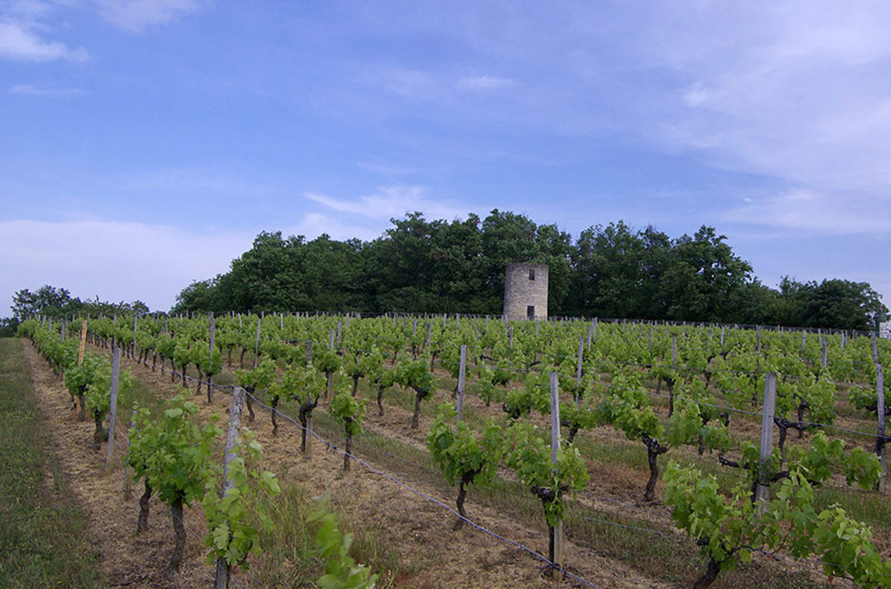 Bordeaux second grapes