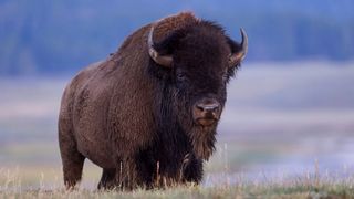 Bull bison at Yellowstone National Park
