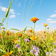 Wildflowers in meadow with bees underneath blue sky