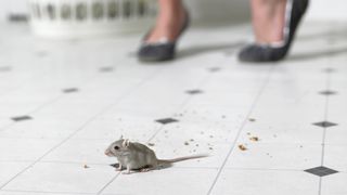 Mouse on kitchen floor by Getty Images