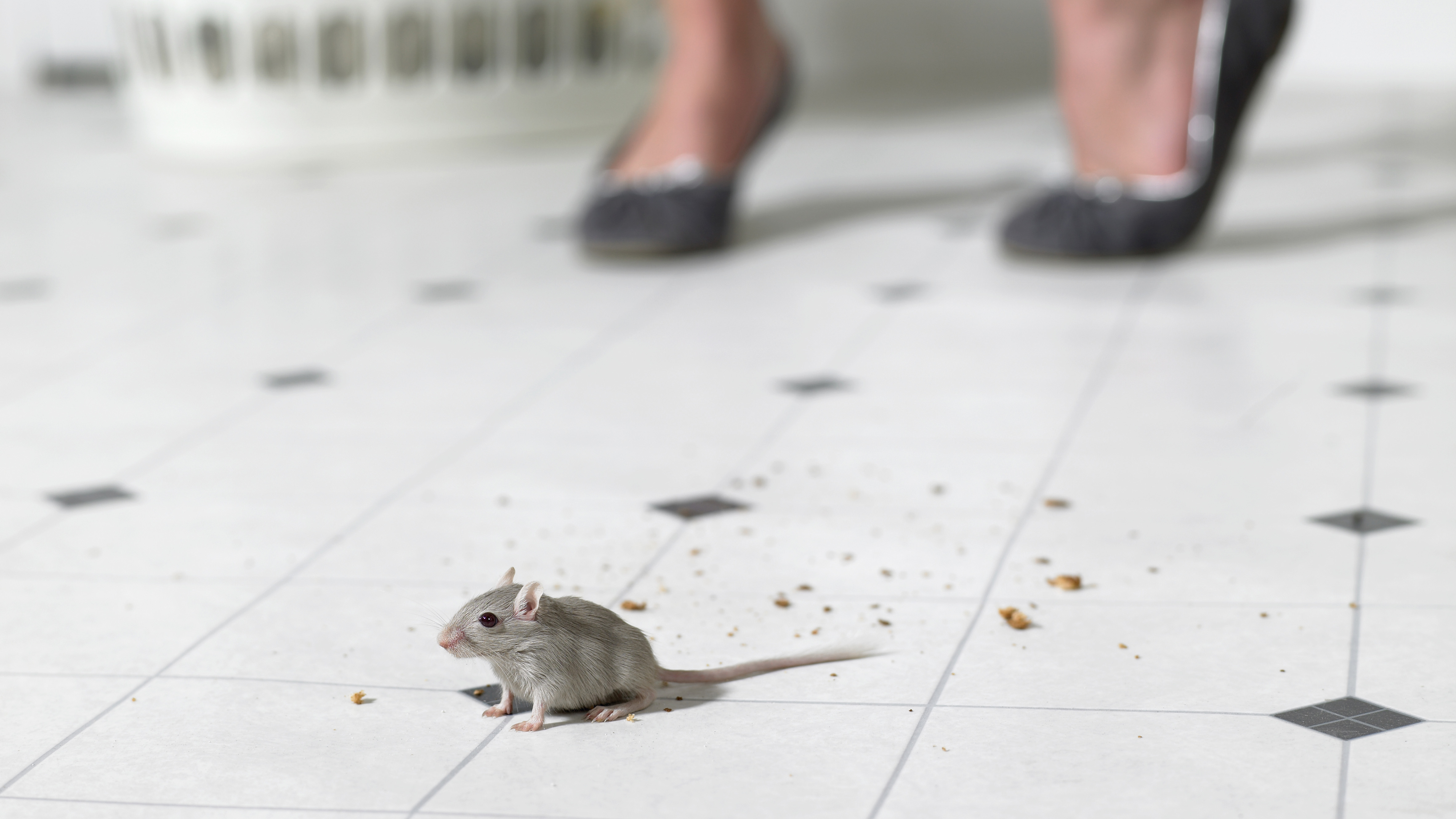 How to get rid of mice 12 easy ways using cat litter, humane traps and