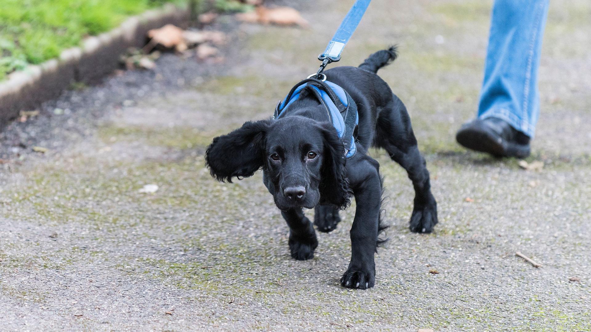 Cocker spaniel pulling on leash