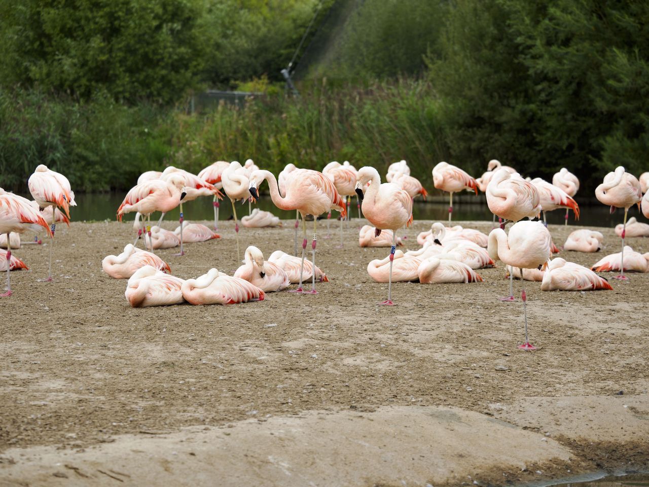 OM System 50-200mm F2.8 sample gallery: group of flamingos on a stone island