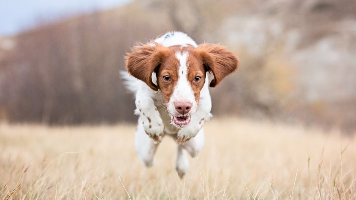 Dog running in field