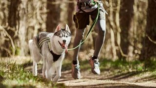 Husky dog running with owner through the forest