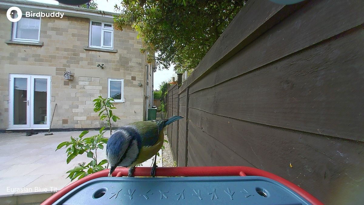 A bird perched on the Bird Buddy 2 feeder