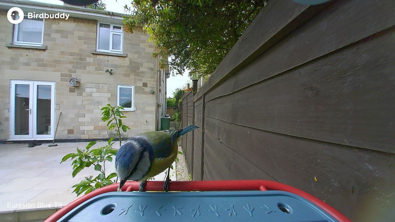 A bird perched on the Bird Buddy 2 feeder
