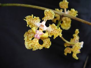 An image of an orchid