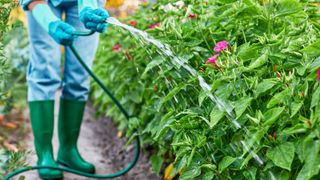 A gardener watering flowers in the rain