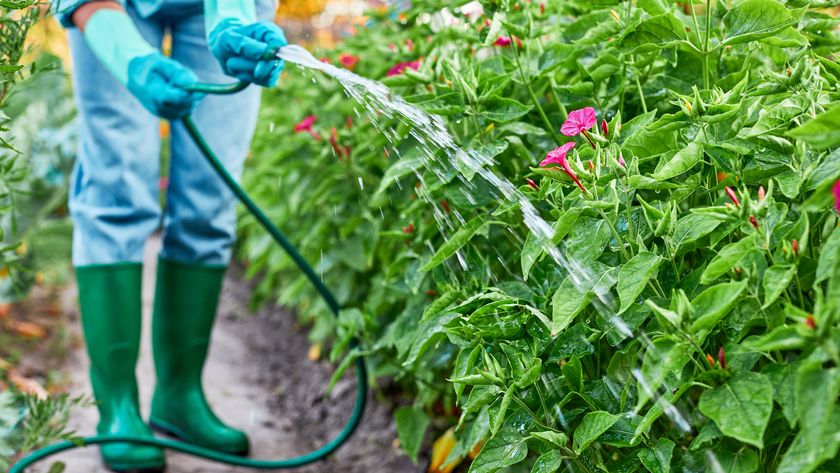 A gardener watering flowers in the rain