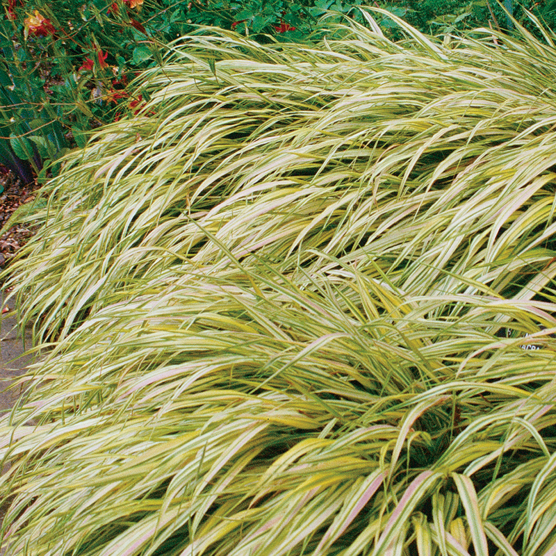 Aureola Golden Variegated Japanese Forest Grass