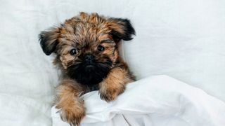 Brussels Griffon