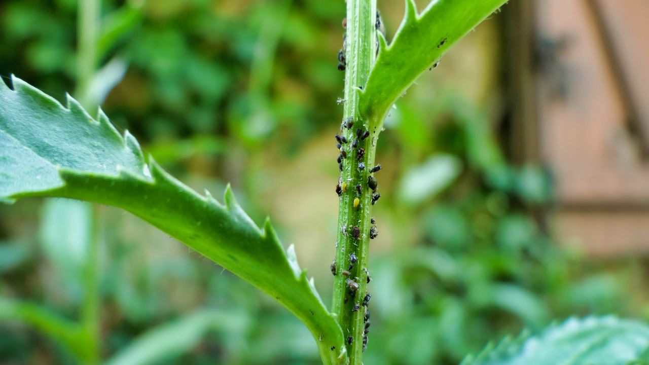 Aphids or blackfly on Leucanthemum plant in garden