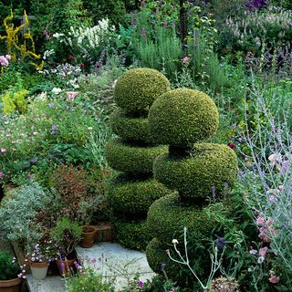 Topiary using Lonicera nitida