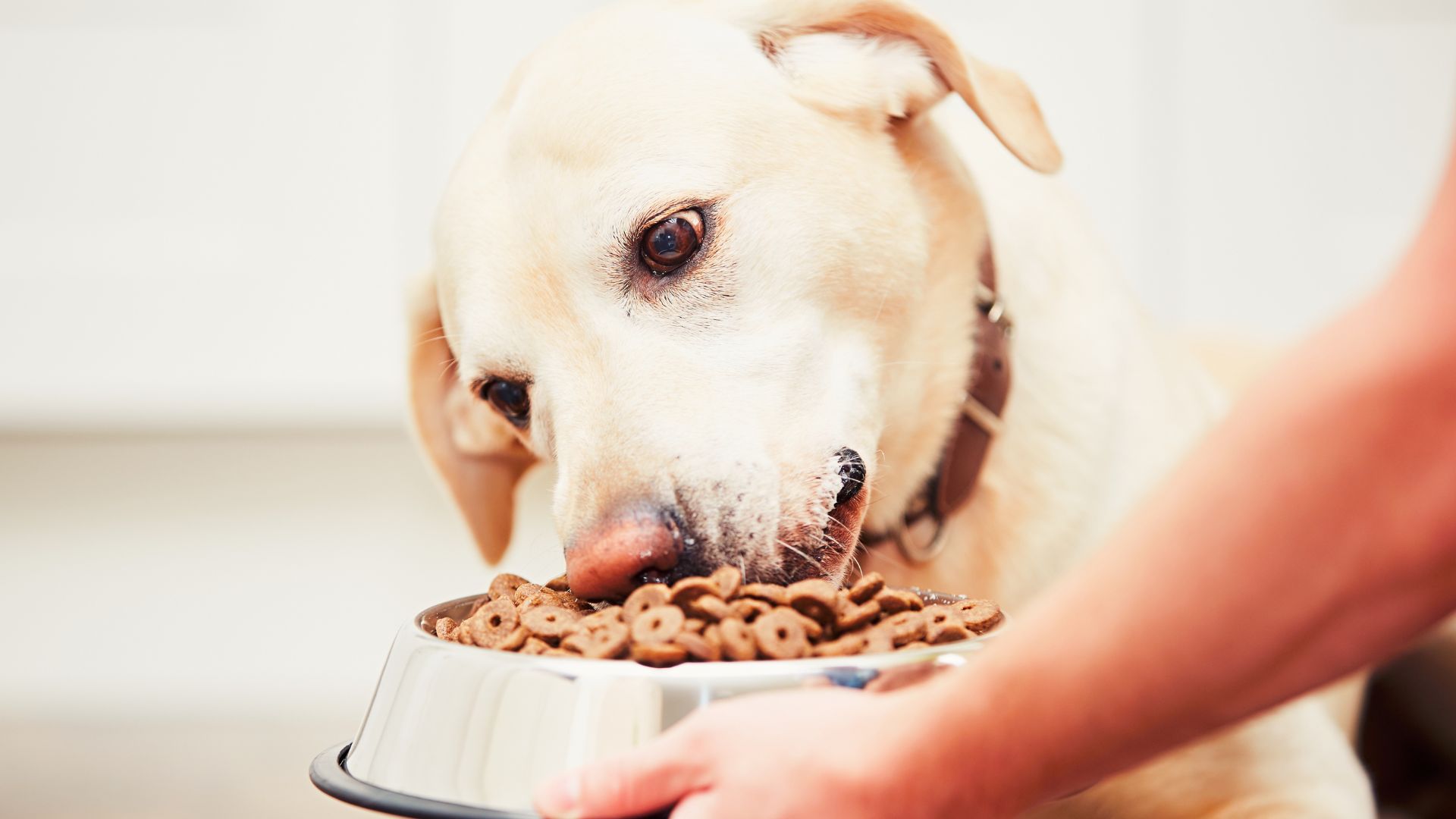 Best diabetic dog food: Take control of your dog's diet | PetsRadar