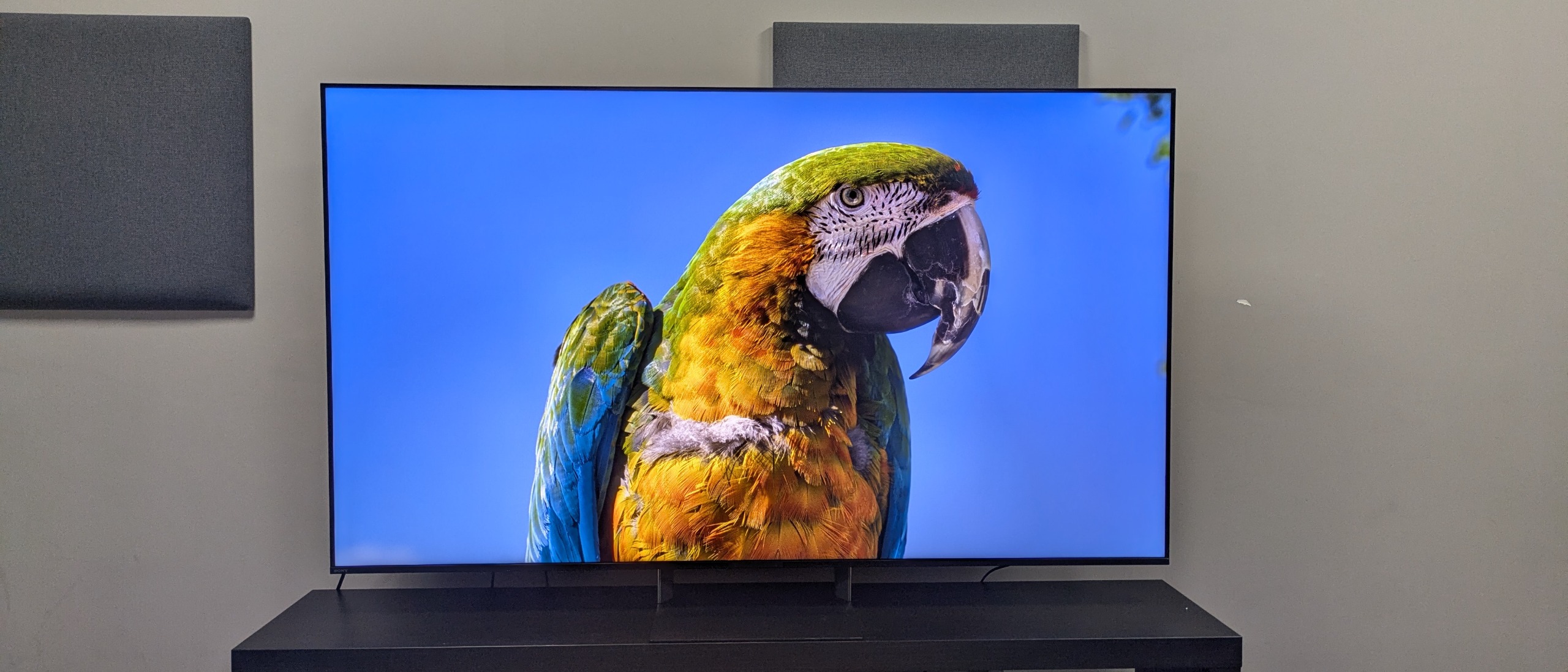 Sony Bravia 9 II hero image showing parrot on screen 