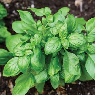 Green, leafy basil plant from above with soil in the background