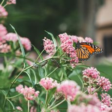 A monarch butterfly and two caterpillars on pink milkweed flowers