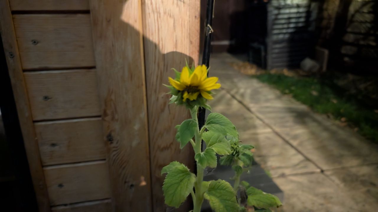 200 photos pixel 9 vs pixel 8a - low light on pixel 9