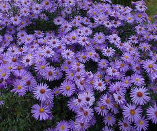 A bushy aster plant covered in purple flowers