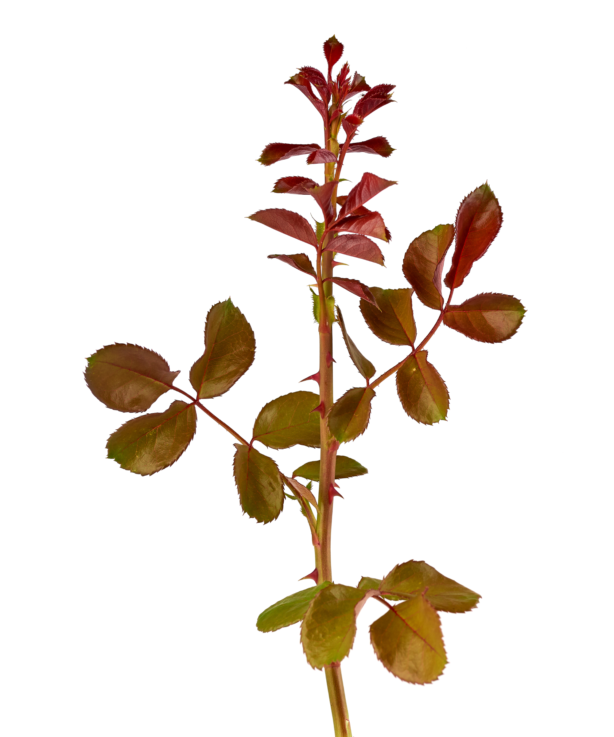 young rose basal stem with purple and green leaves