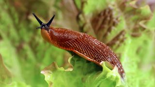 Slug on lettuce leaf