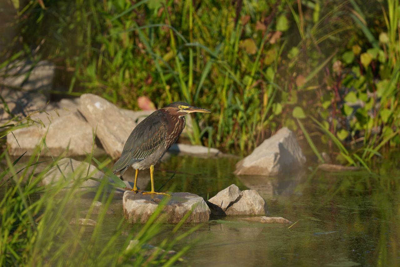 Image sample from the Sony FE 600mm f/6.3 GM OSS