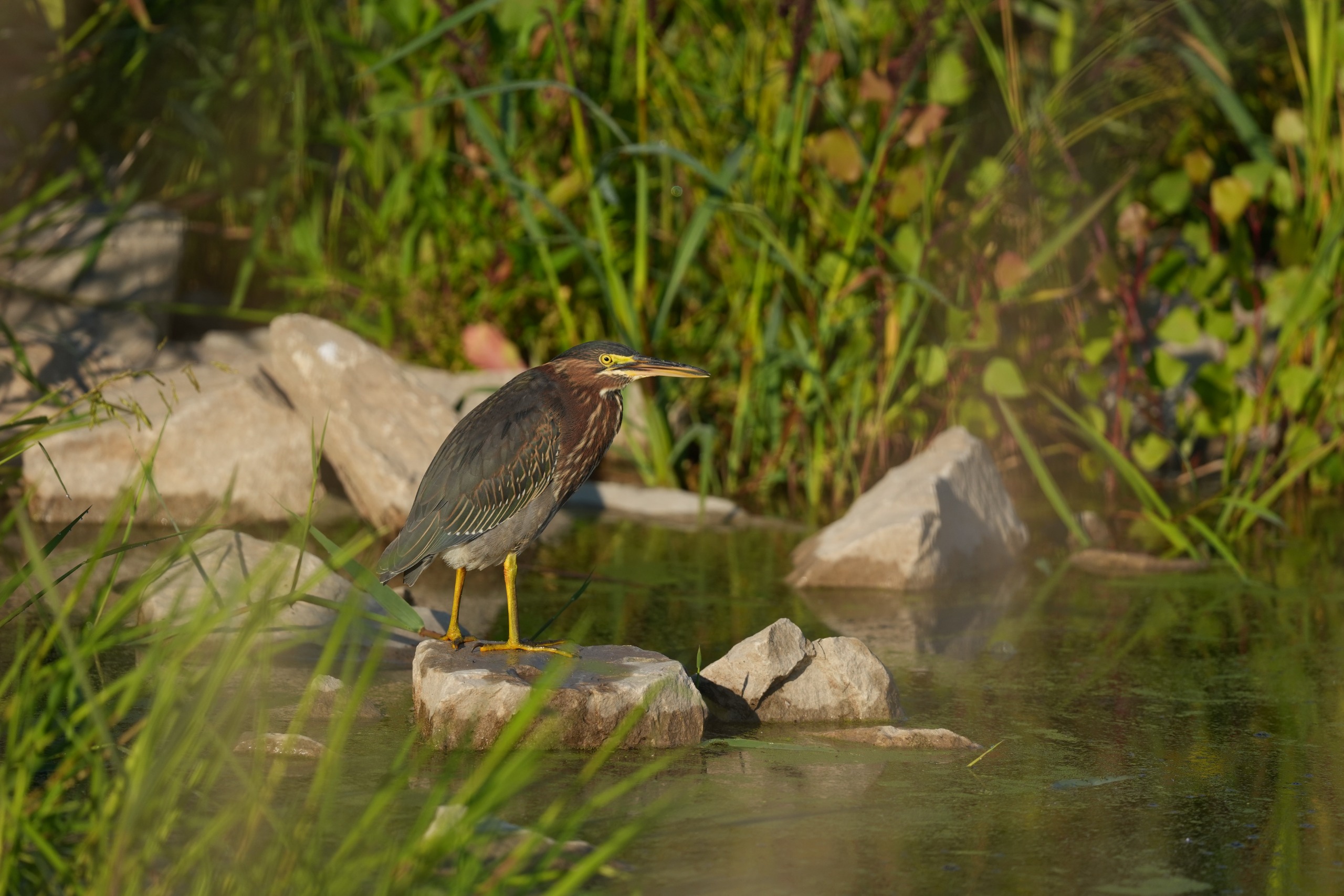 Image sample from the Sony FE 600mm f/6.3 GM OSS
