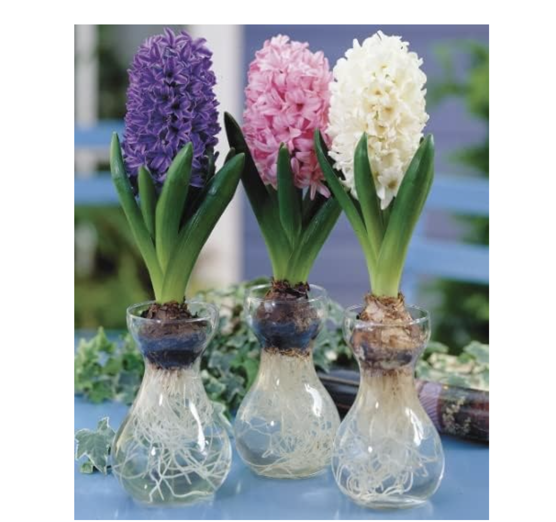 Three hyacinth bulbs blooming in glass forcing vases